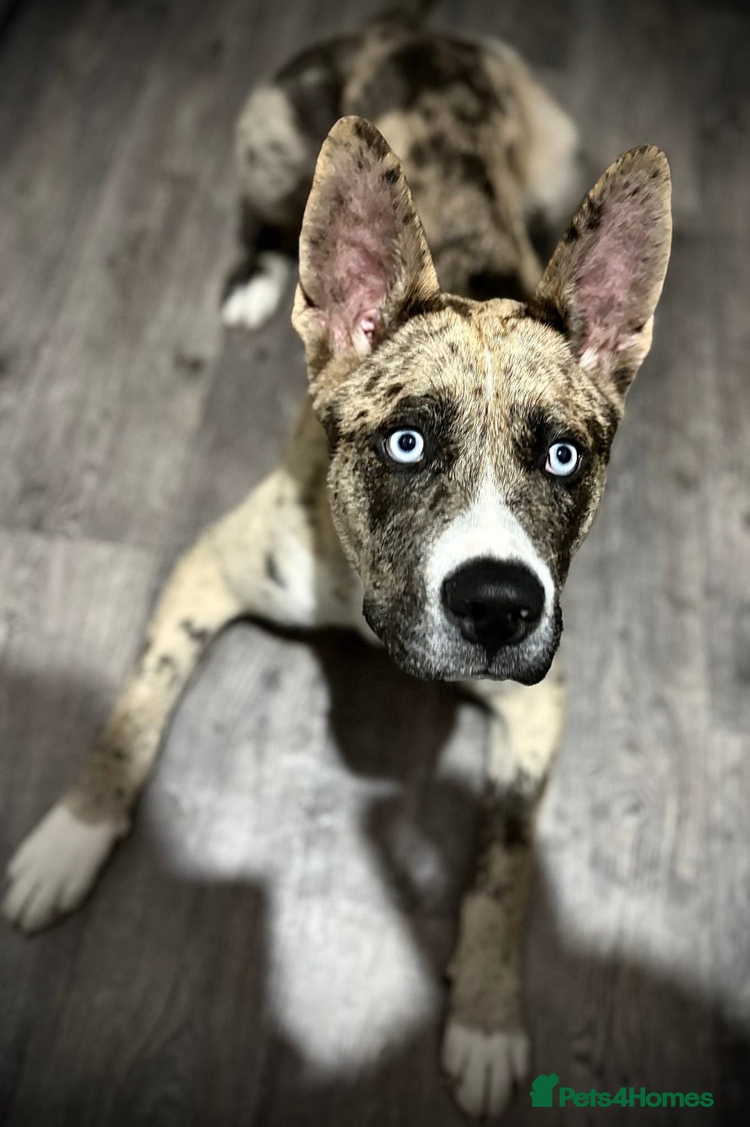 Siberian Husky dogs for sale: Siberian husky - Advert 3