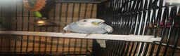 Budgerigars birds for sale: Budgies - Advert 3