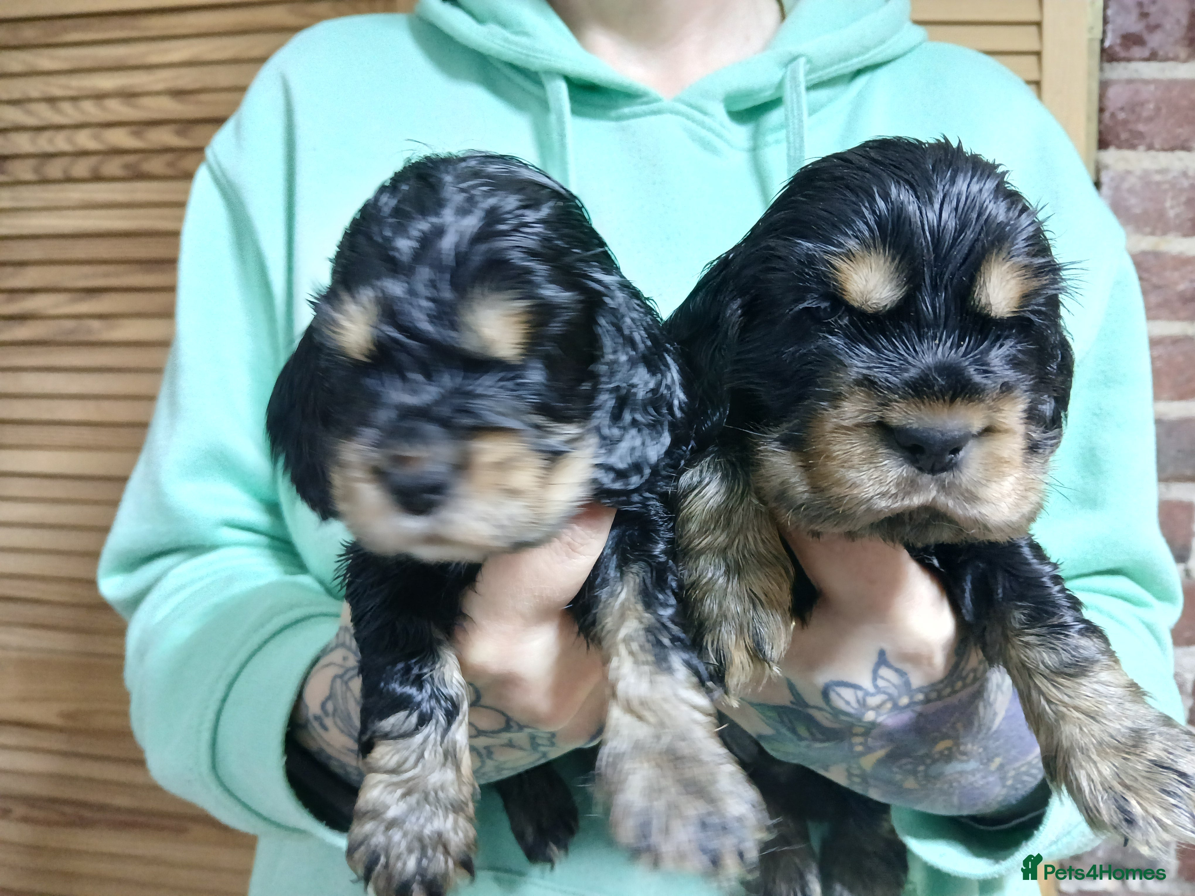 Cocker Spaniel dogs 1 male 1 Female Stunning KC Show Cocker Puppies - Advert 18
