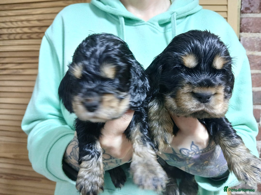 Cocker Spaniel dogs for sale: 1 male 1 Female Stunning KC Show Cocker Puppies - Advert 1