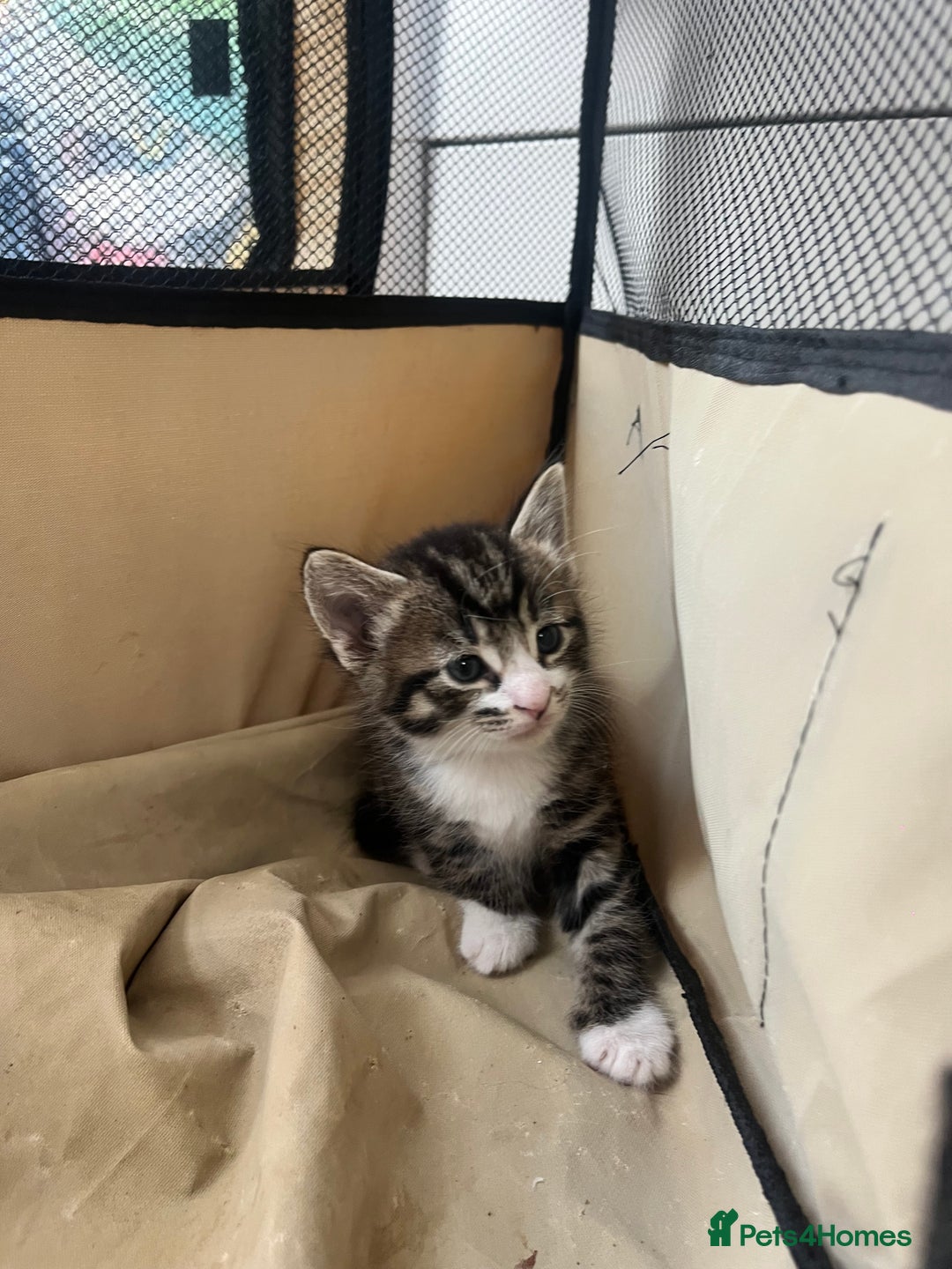 Mixed Breed cats for sale: 8 Gorgeous kittens looking for their forever homes - Image 10