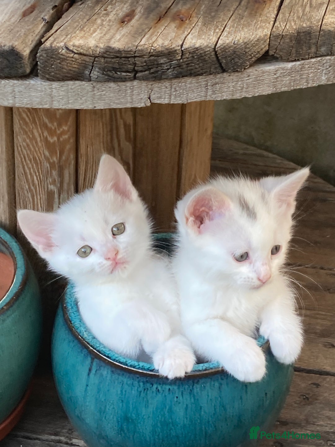 Turkish Van cats for sale: Gorgeous & Loving Turkish Van Kittens - Image 28