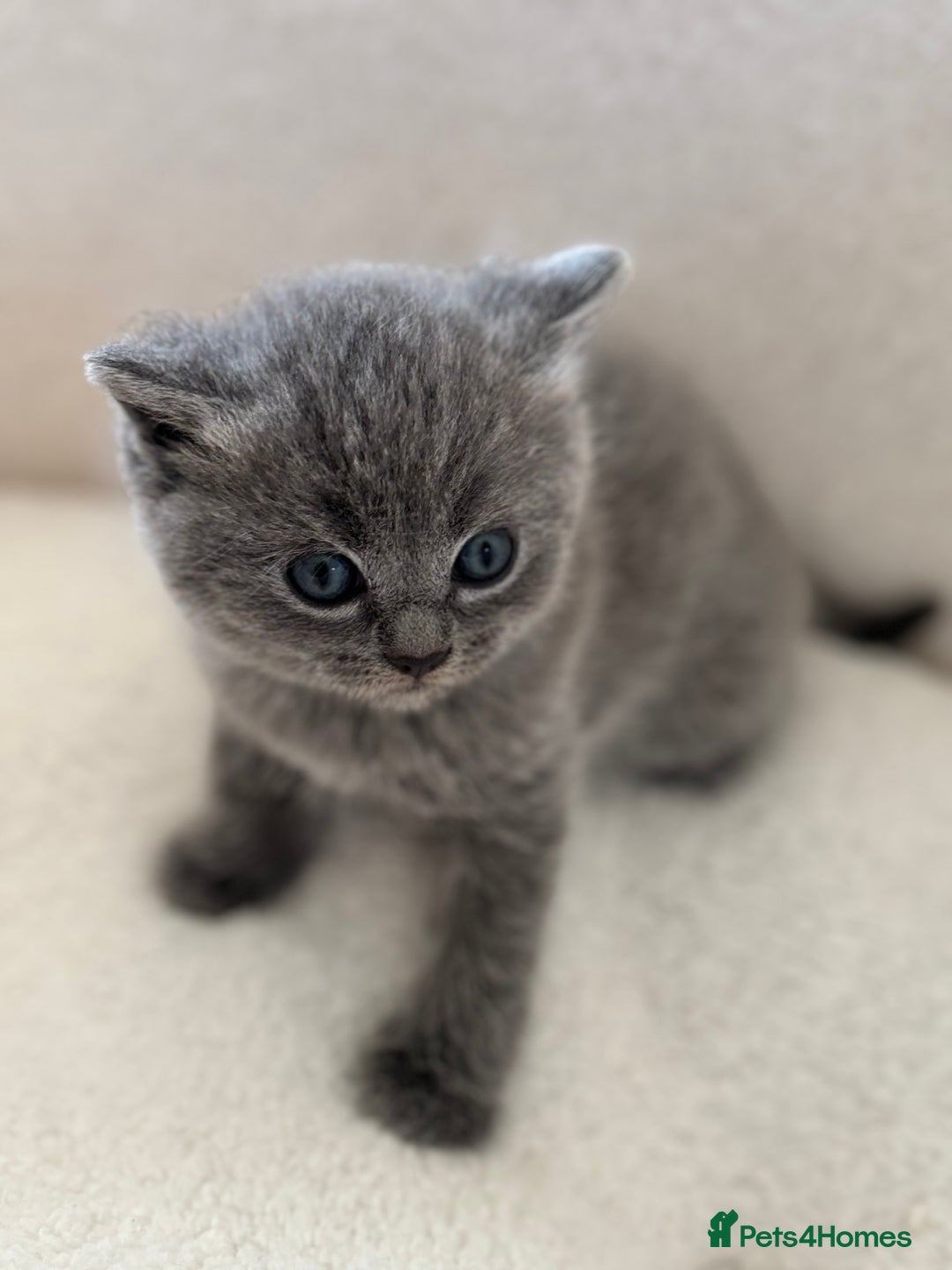 Ragdoll cats for sale: Scottish fold/ Ragdoll - Advert 2
