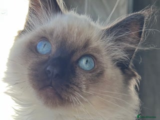 Ragdoll cats TICA registered champion line ragdoll kittens. - Advert 18