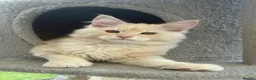 Maine Coon cats for sale: Outstanding TICA registered kittens - Advert 9