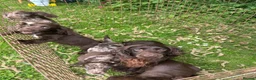 Cocker Spaniel dogs for sale: Cocker spaniel puppies  in ELY - Advert 1