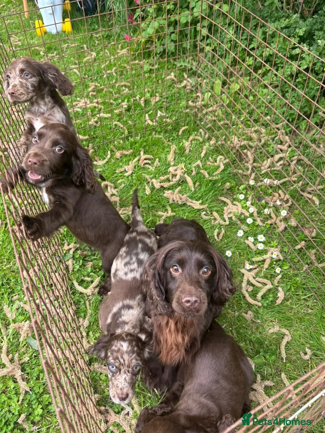 Cocker Spaniel dogs for sale: Cocker spaniel puppies  in ELY - Advert 1