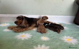 Cockapoo dogs for sale: Cockapoo puppies - Image 2