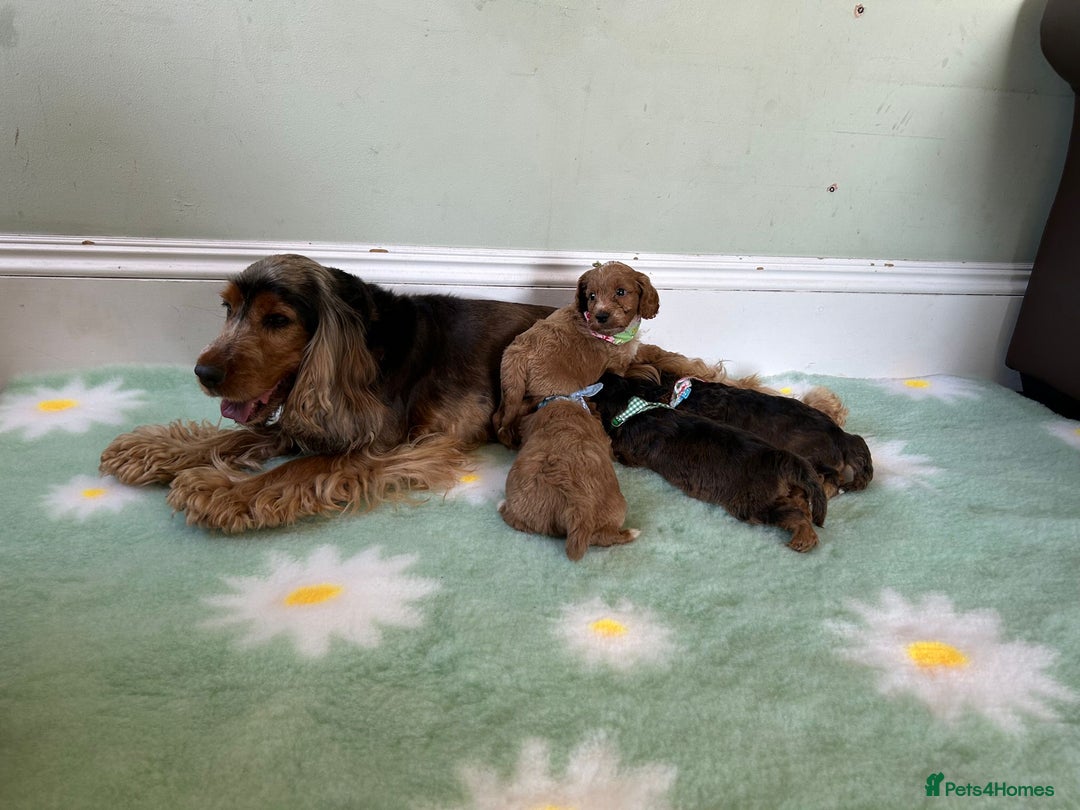 Cockapoo dogs for sale: Cockapoo puppies - Image 2