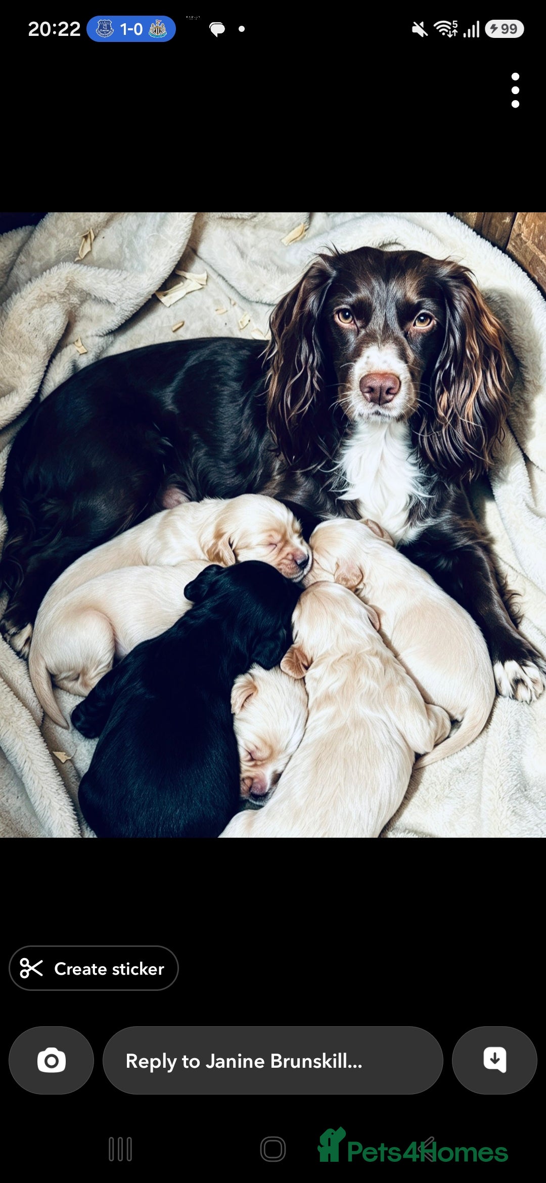 Cockapoo dogs for sale: Beautiful babies  - Advert 5