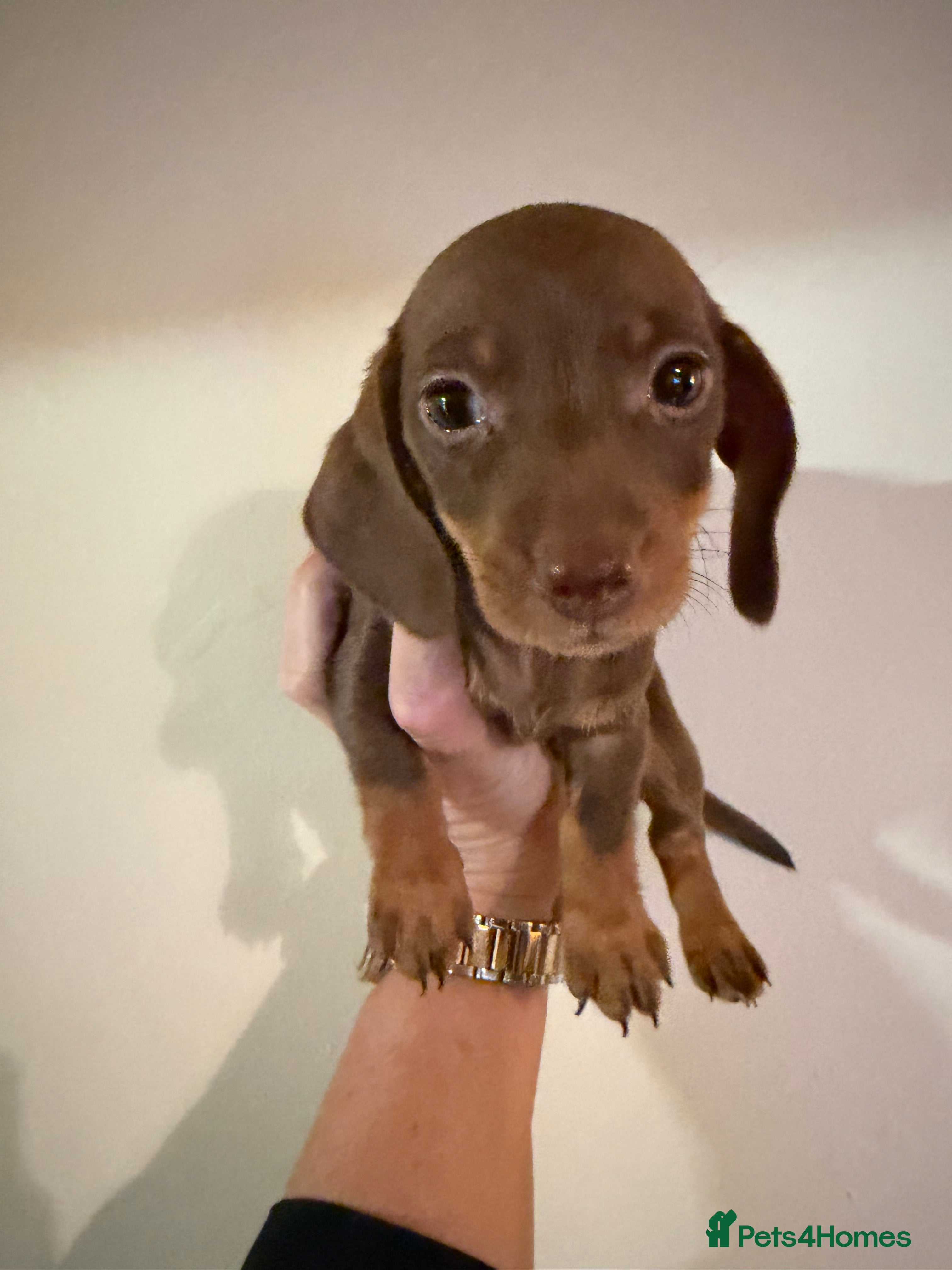 Miniature Dachshund dogs Stunning Miniature Dachshund kc reg READY NOW 🎄🎄 - Advert 5