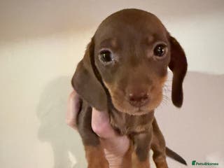 Miniature Dachshund dogs Miniature Dachshund READY TODAY REDUCED NOW x - Advert 11