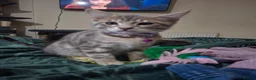 Mixed Breed cats for sale: 4 boys,XL Bengal × Maine Coon  - Advert 19
