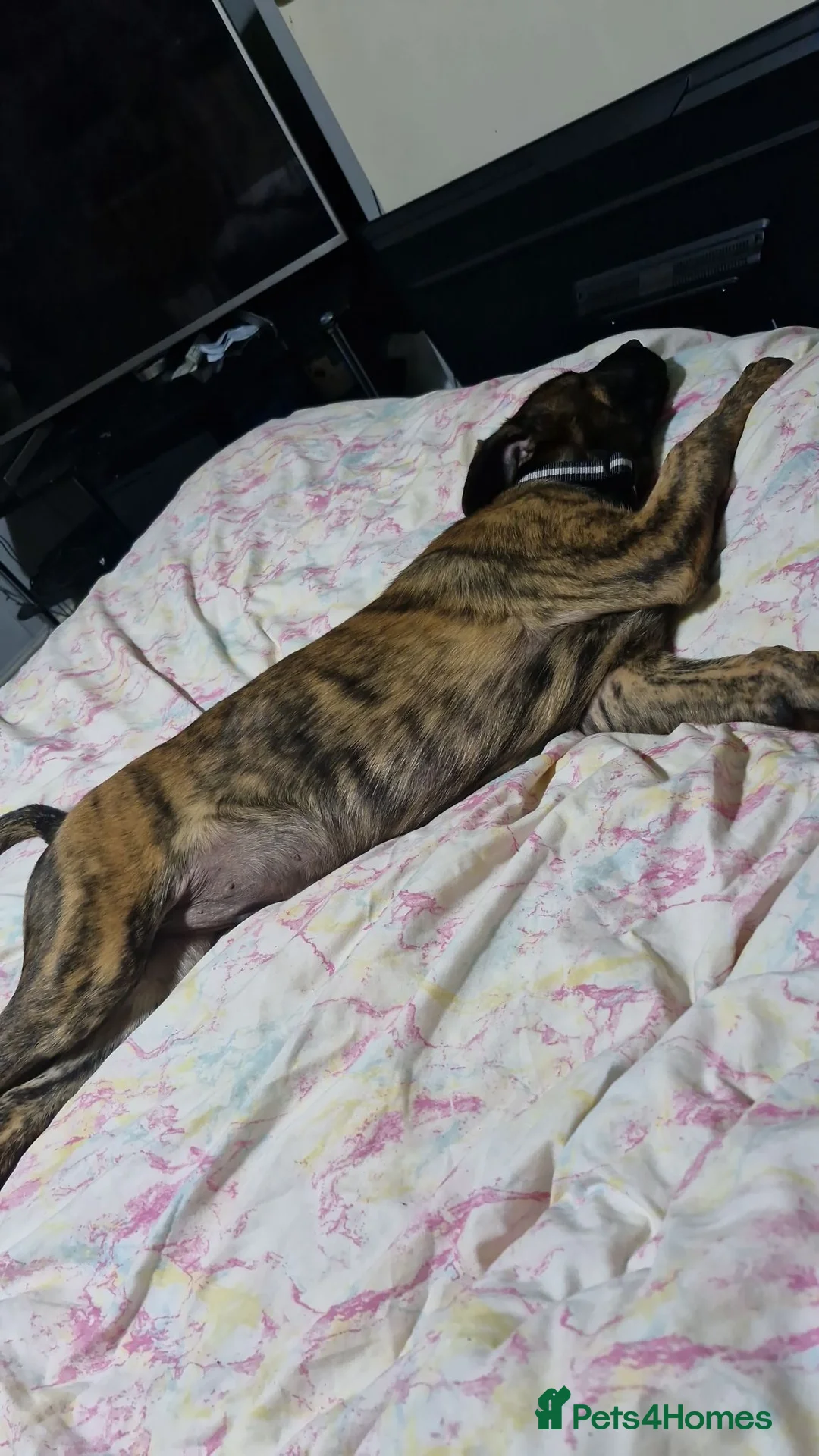 Mixed Breed dogs for sale: 7 months old dog for sale  in Middlesbrough - Advert 3