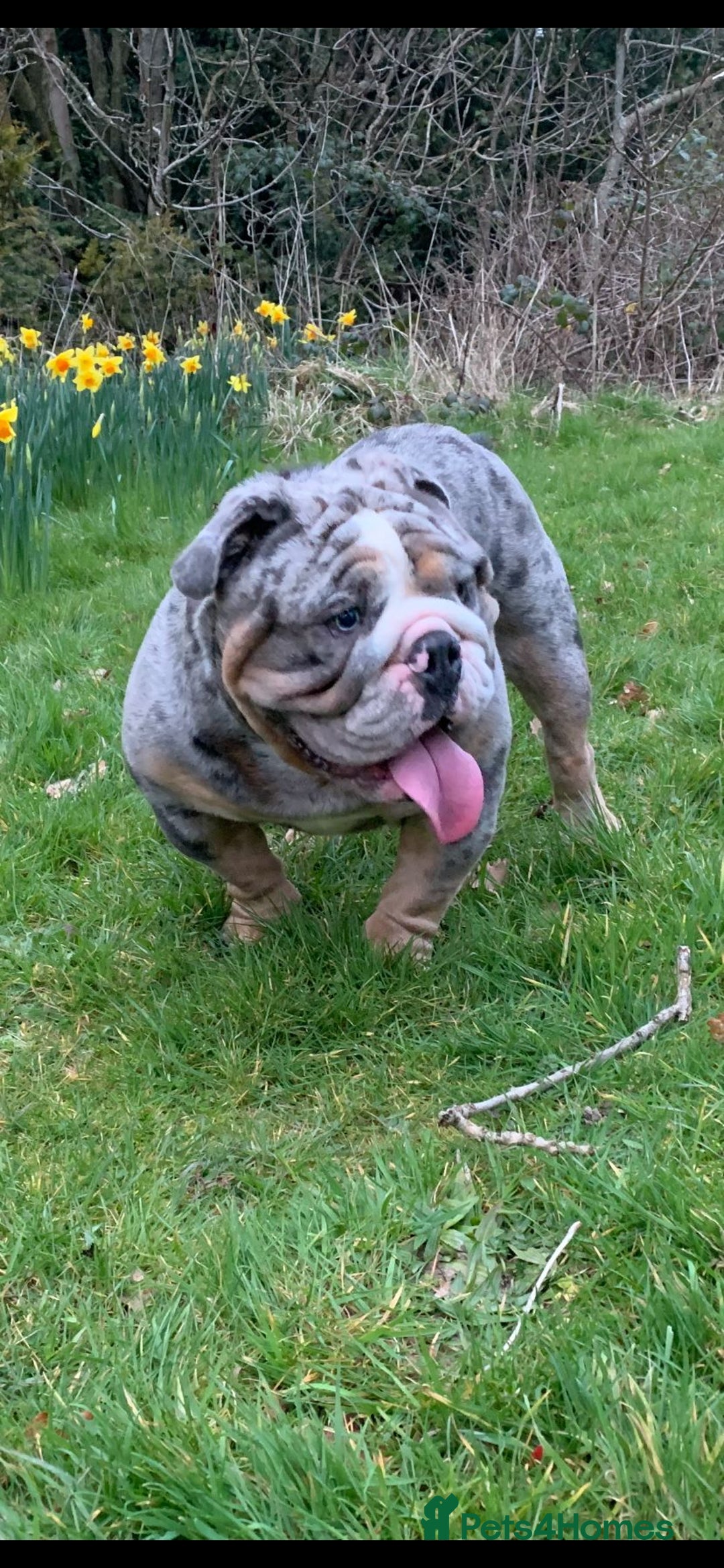 English Bulldog dogs for stud: Direct ICEMAN son for stud  in Wirral - Advert 5