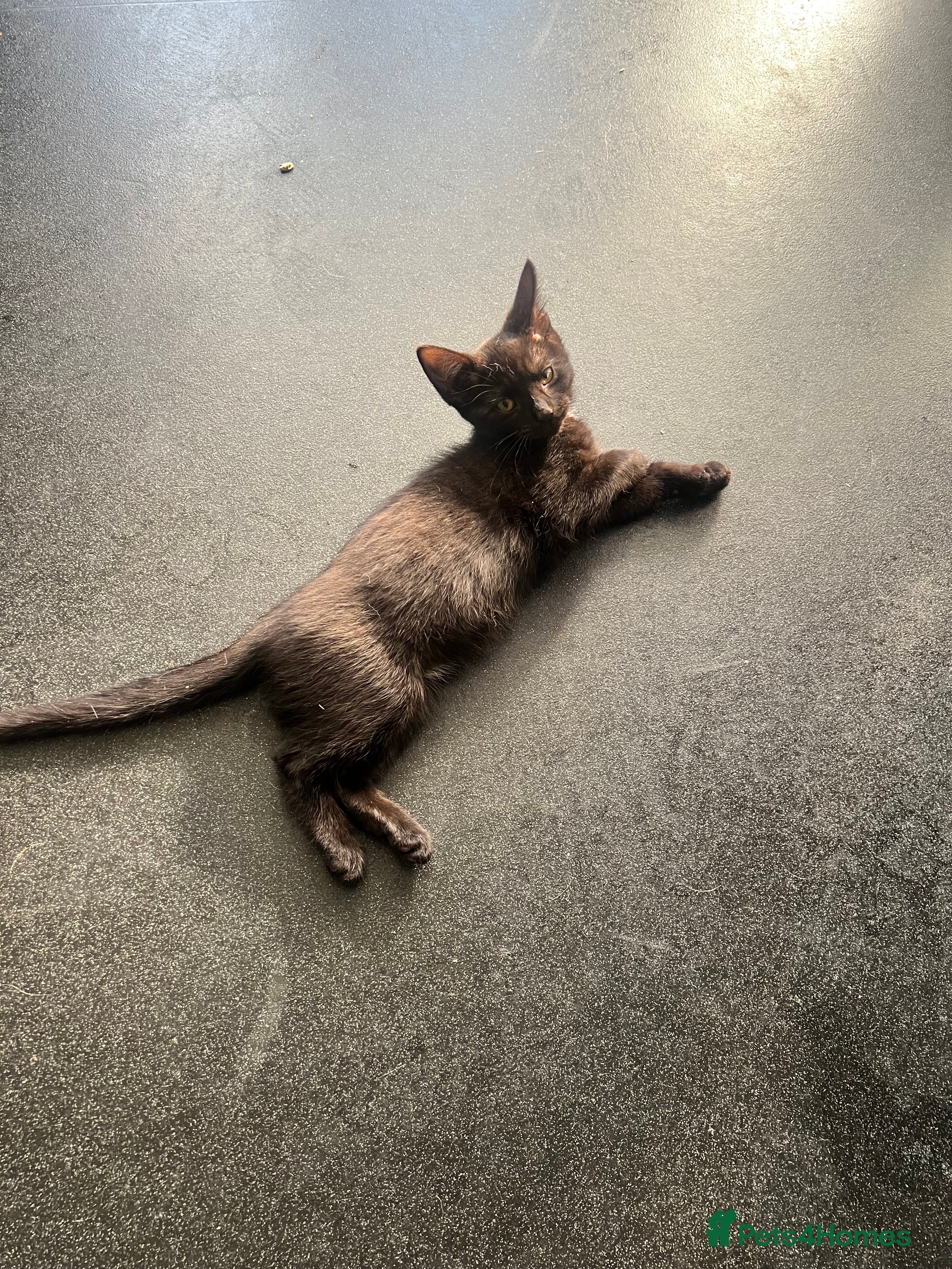 Mixed Breed cats 1 left! Adorable tabby x British Ready family home - Advert 2