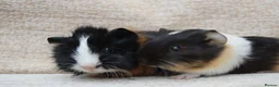 Guinea Pig rodents for sale: Baby Guinea pig's Boys - Advert 13
