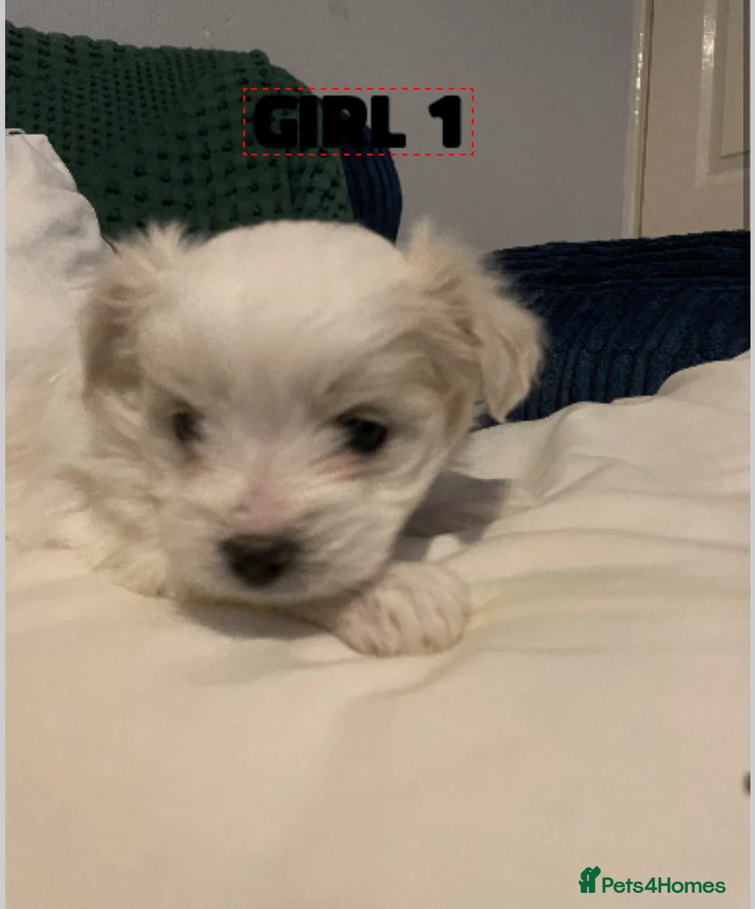 Pomapoo dogs for sale: Maltipoo puppies - Advert 1