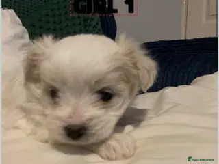 Pomapoo dogs Maltipoo puppies - Advert 5