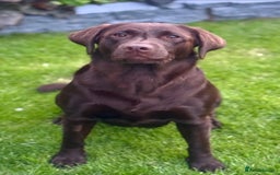 Labrador Retriever dogs for sale: 5 Stars 🌟 Chocolate Labradors  🌟  - Image 22