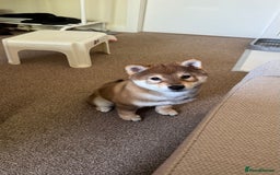 Japanese Shiba Inu dogs for sale: Chunky Mame Shiba Inu with NMSA Certificate - Image 10