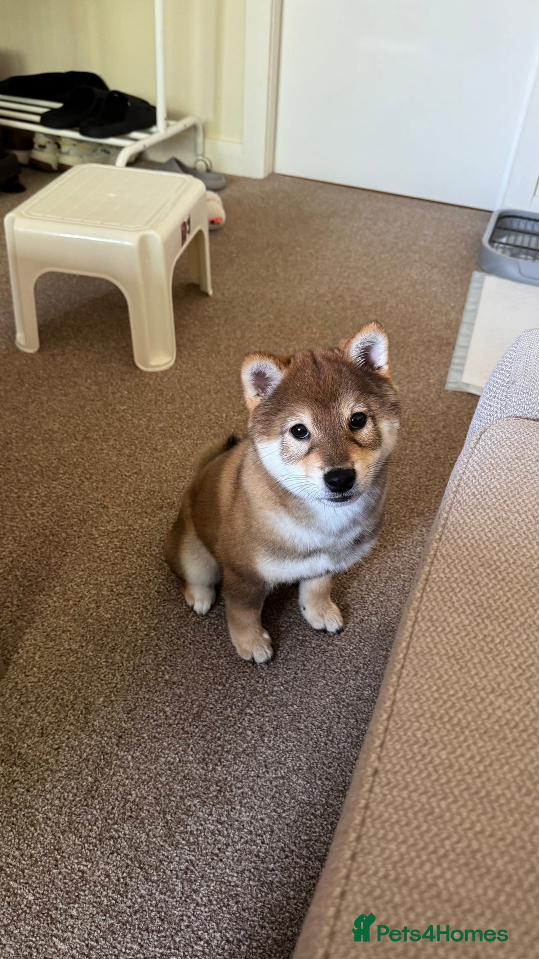 Japanese Shiba Inu dogs for sale: Chunky Mame Shiba Inu with NMSA Certificate - Image 10