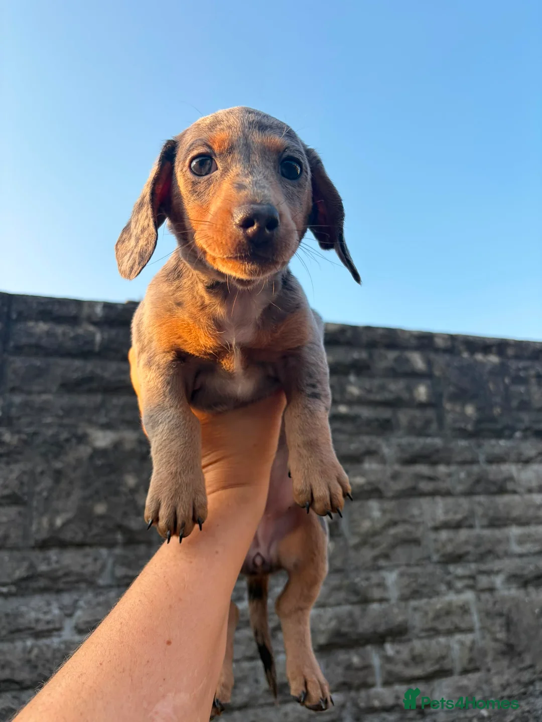 Miniature Dachshund dogs for sale: ⭐️READY NOW⭐️ 1 BOY LEFT! MINIATURE DACHSHUND - Advert 2