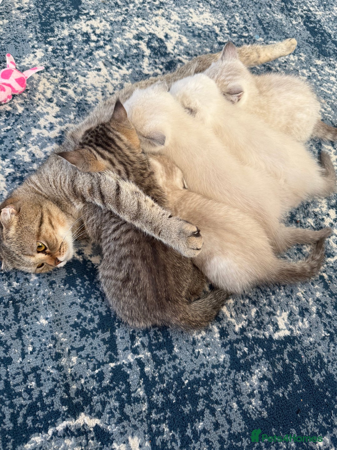 Scottish Fold cats for sale: Scottish Fold Kittens  - Advert 21