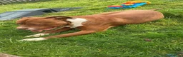 American Bulldog dogs for sale: American bulldog just over a year old  - Advert 1