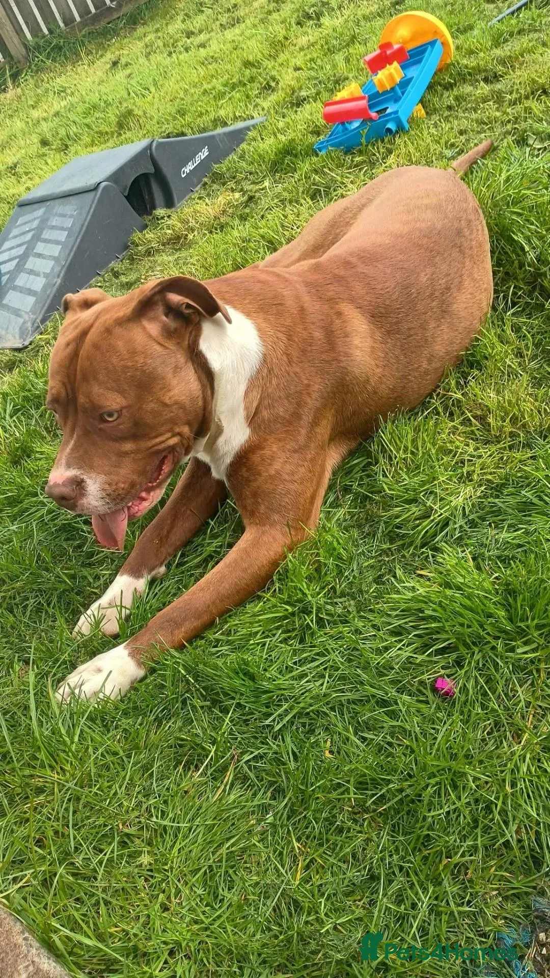 American Bulldog dogs for sale: American bulldog just over a year old  - Advert 1