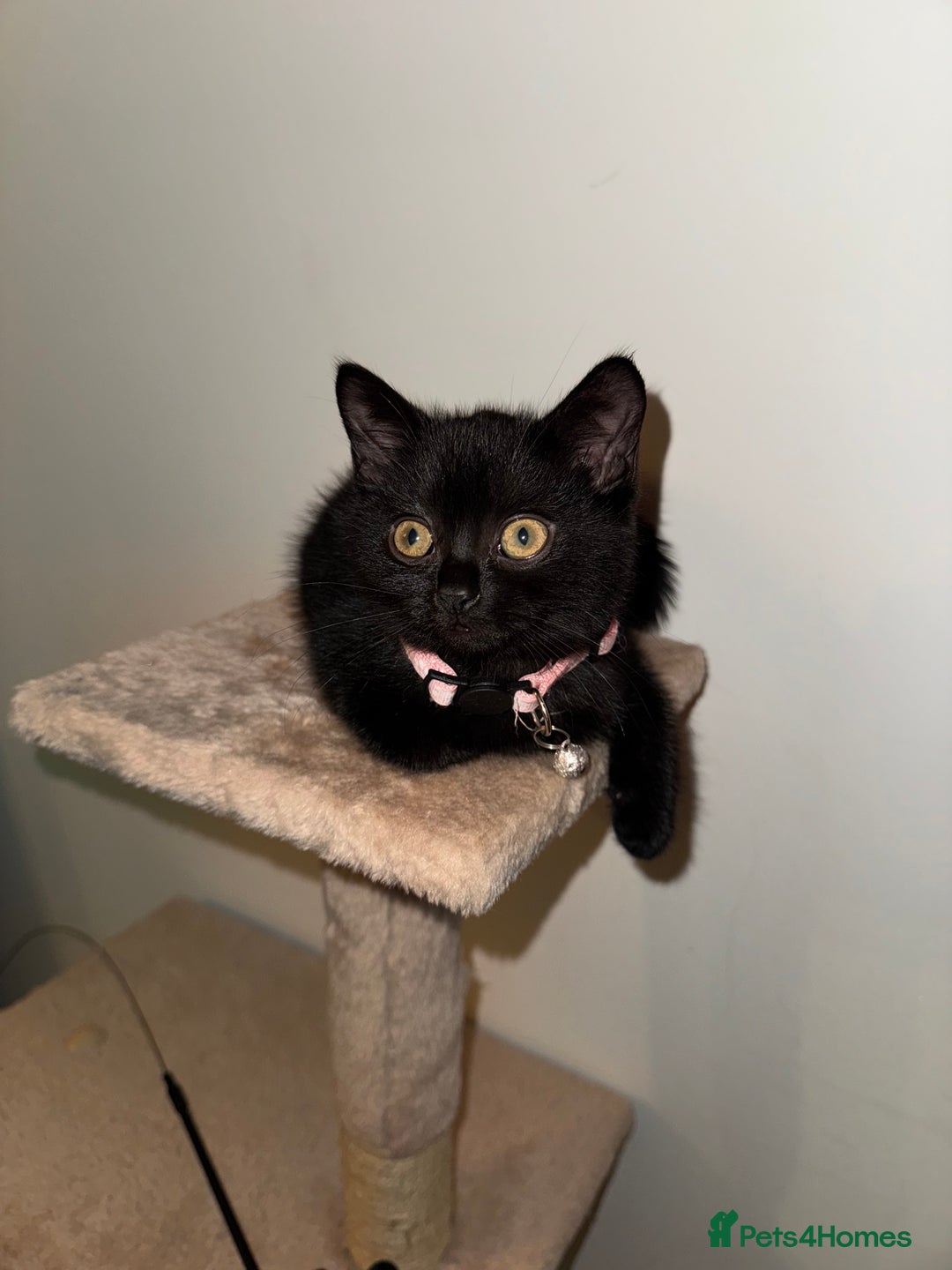 British Shorthair cats for sale: Cutie - Advert 7