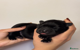 Mixed Breed dogs for sale: chowski / chow chow  - Advert 10