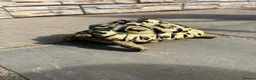 Tortoise reptiles for sale: Female leopard tortoise  in Newton Aycliffe - Advert 2
