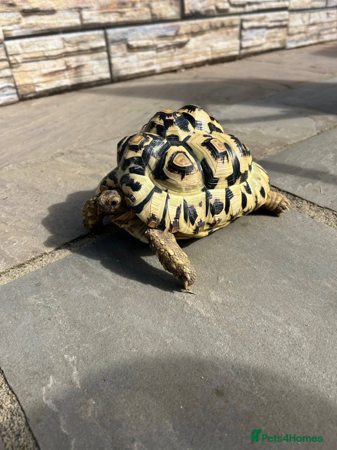 Tortoise reptiles for sale: Female leopard tortoise  in Newton Aycliffe - Advert 2