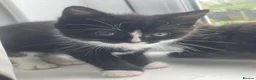 Mixed Breed cats for sale: 2 kittens for sale - Advert 4