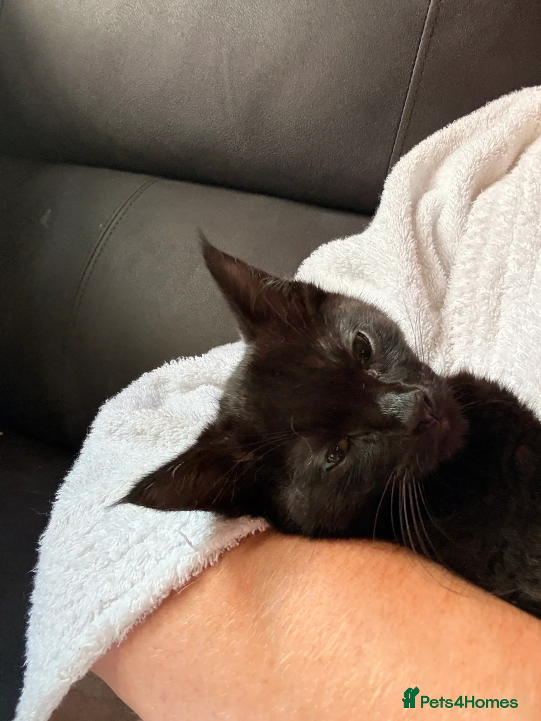 Siamese cats for sale: Affectionate Siamese Type Kittens Indoor Raised - Advert 3