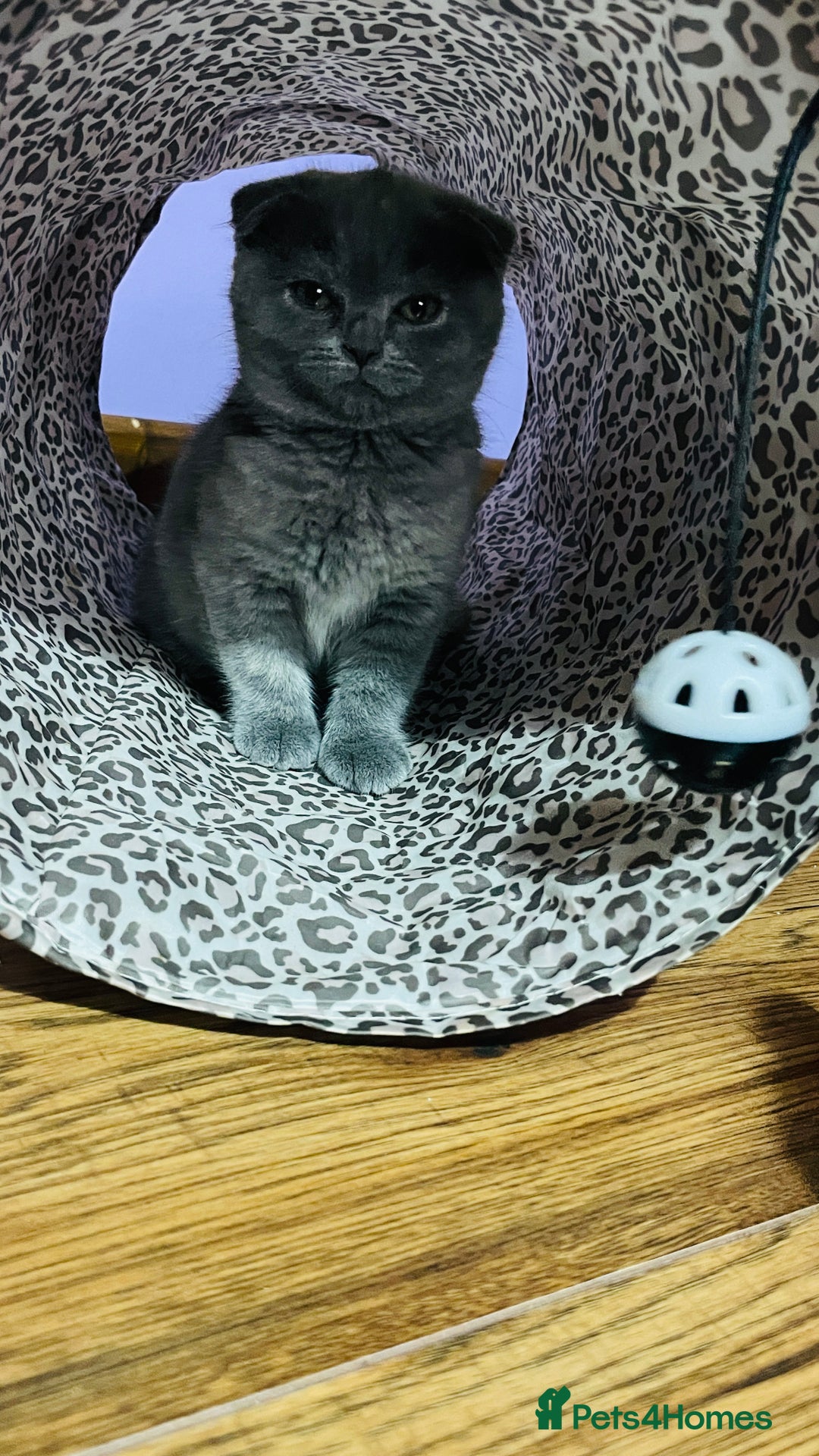 Scottish Fold cats for sale: Beautiful litter of Scottish fold  😍 - Image 16