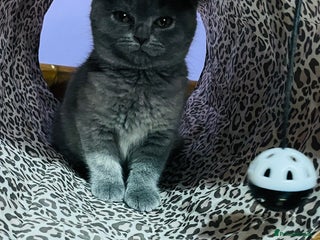 Scottish Fold cats Beautiful litter of Scottish fold 😍 - Advert 2