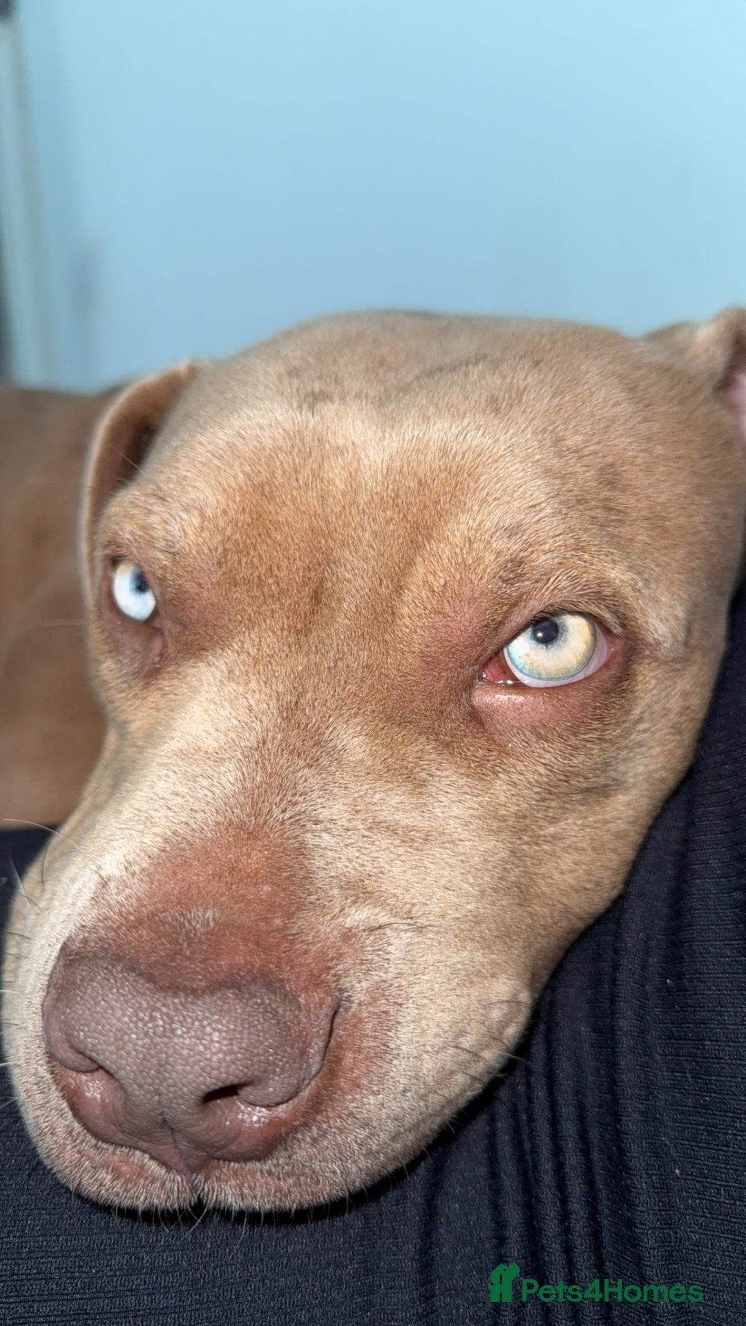 Mixed Breed dogs for sale: Cane corso x presa canario  - Image 3