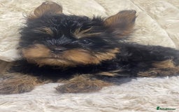 Yorkshire Terrier dogs for sale: FLUFFY BOY🐶READY! in Sheffield - Image 9