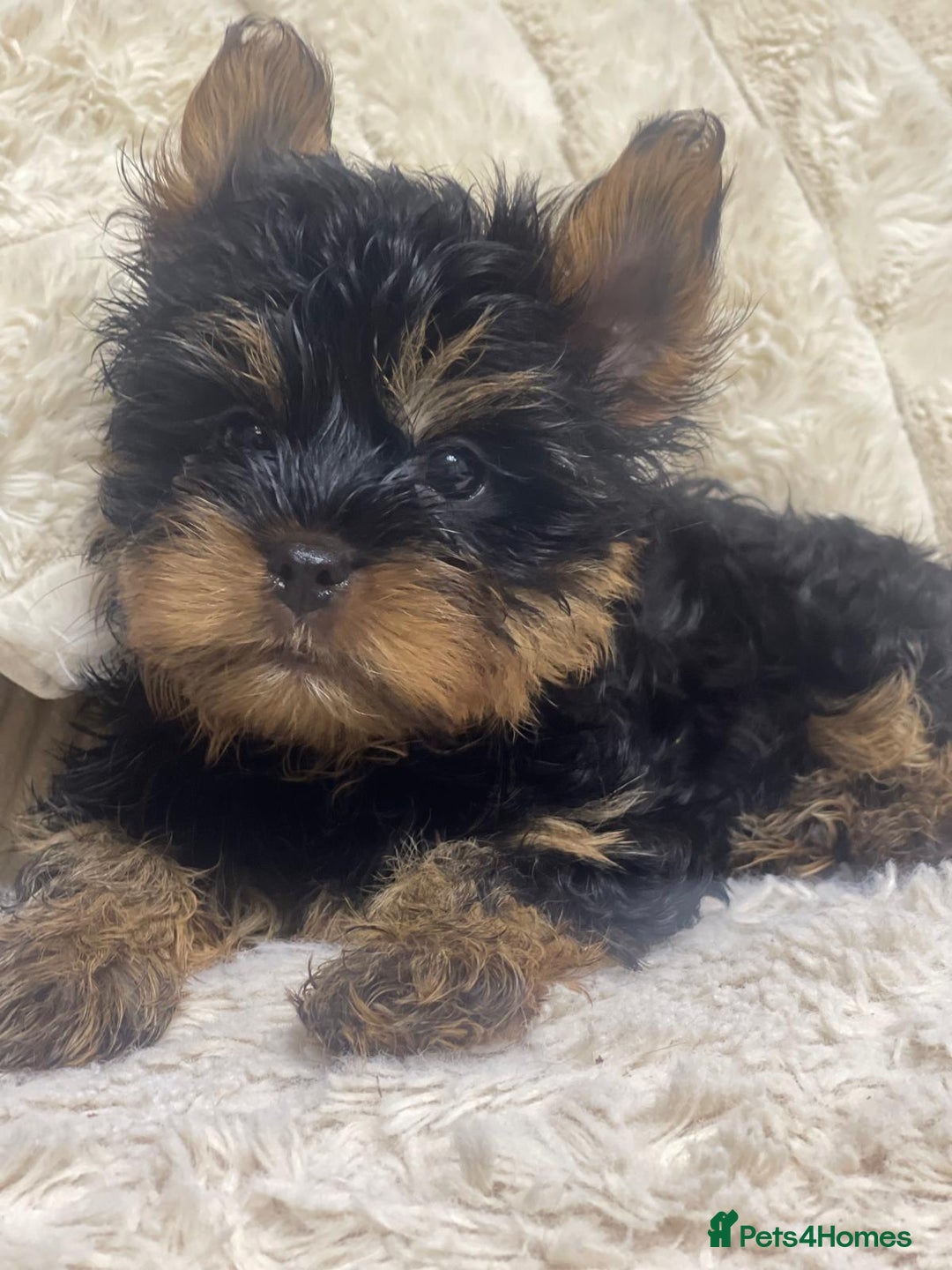 Yorkshire Terrier dogs for sale: FLUFFY BOY🐶READY! in Sheffield - Image 9