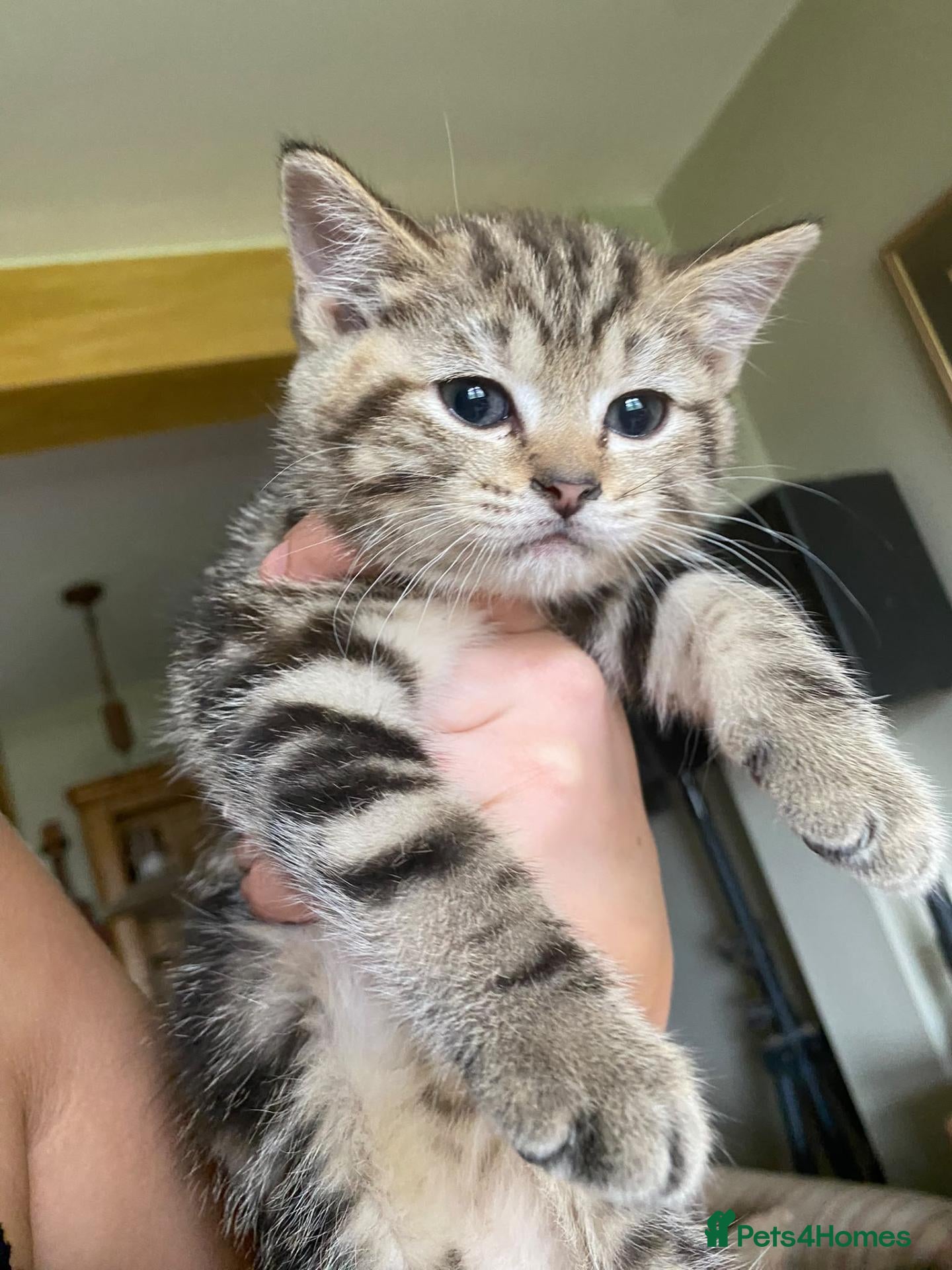 British Shorthair cats  BEAUTIFUL BRITISH SHORT HAIR KITTENS FOR SALE - Advert 2