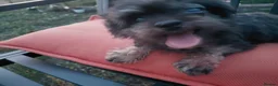 Mixed Breed dogs for adoption: 🖤 WINK - HE WAS THROWN AWAY LIKE RUBBISH...🖤 - Advert 8