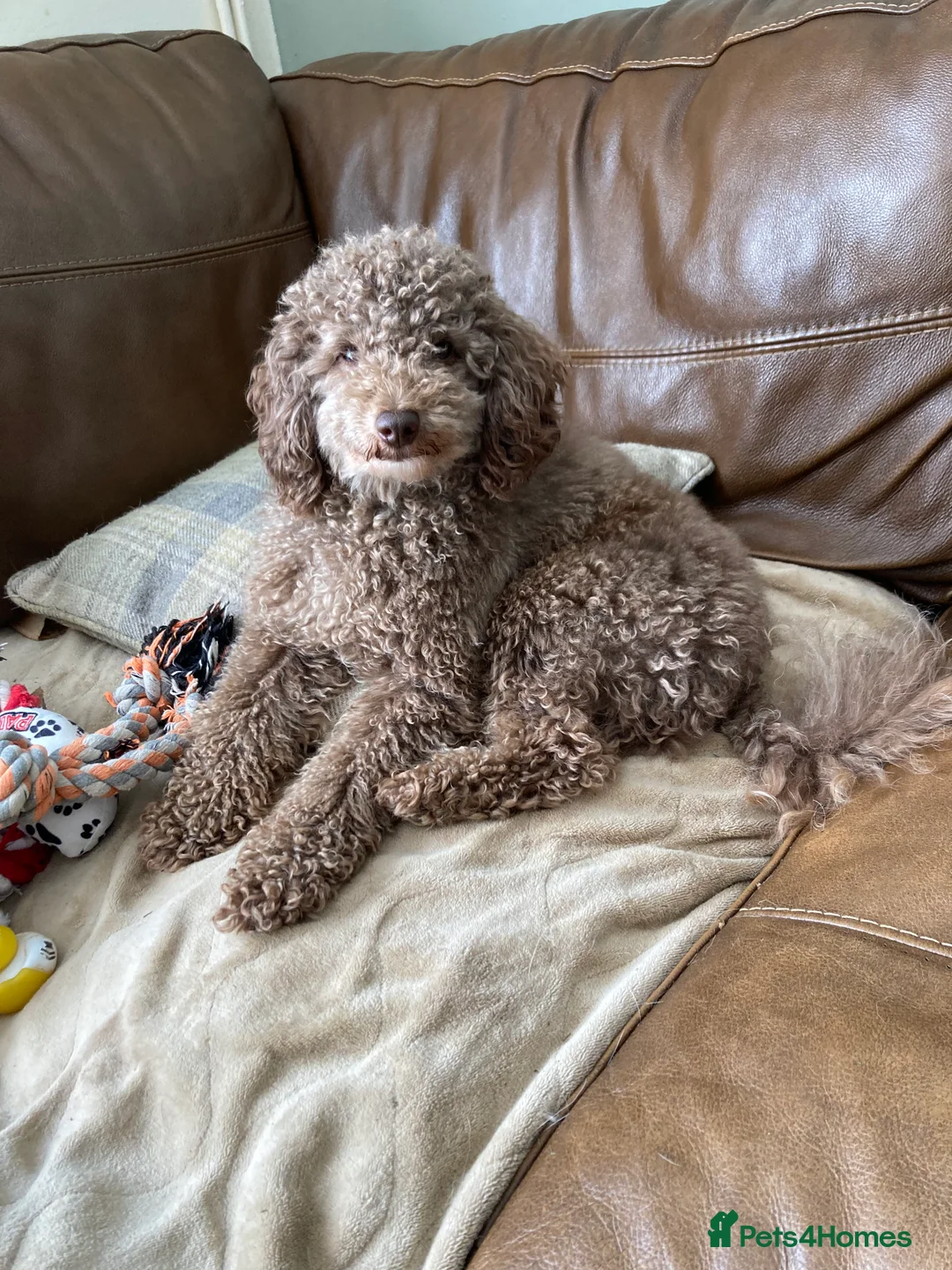 Toy Poodle dogs for stud: Health tested KC chocolate toy poodle stud in Stevenage - Advert 31