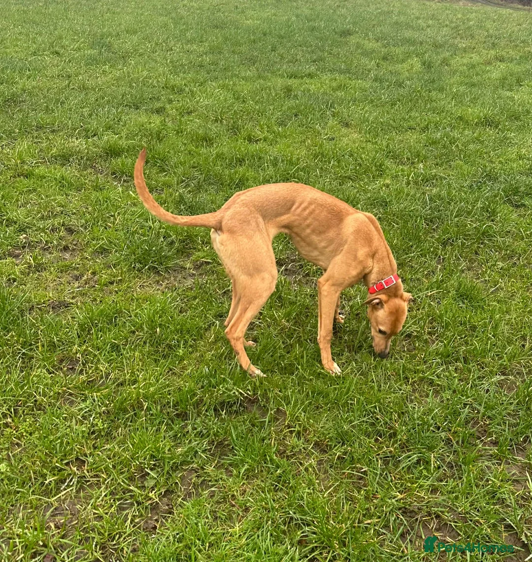 Lurcher dogs for sale: Lurcher in Hengoed - Advert 1