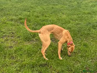 Lurcher dogs Lurcher in Hengoed - Advert 9