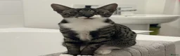 Savannah cats for sale: F4 Savannah x British Shorthair Kittens Available - Advert 7