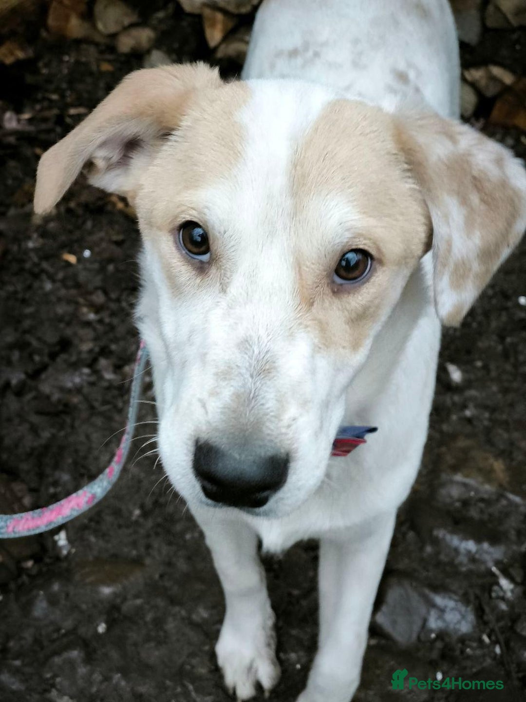 Mixed Breed dogs for adoption: 💙🐶 LEO 🐶💙 - Advert 11