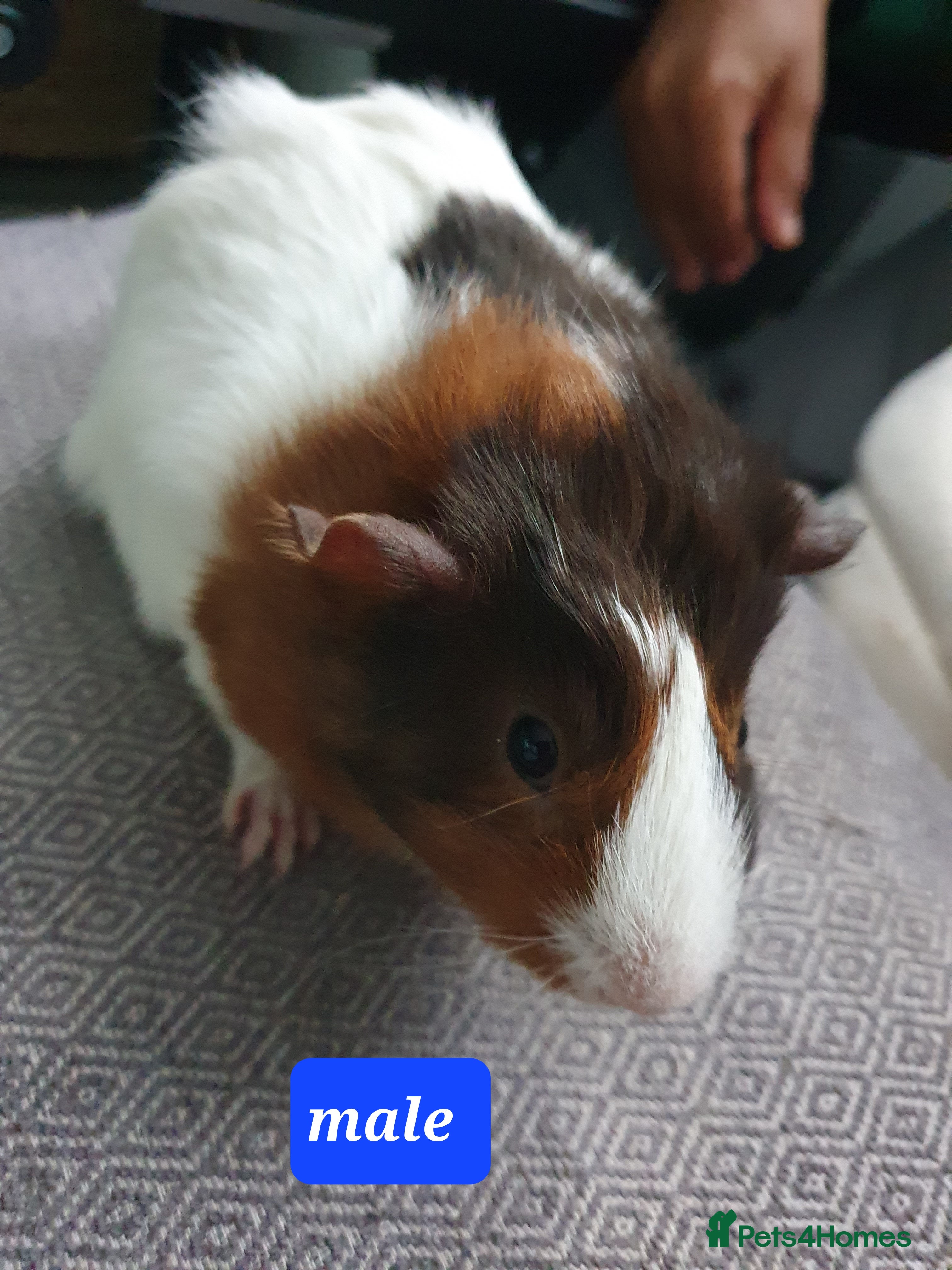 Guinea Pig rodents Guinea pig boys - Advert 3