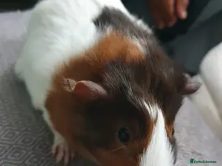 Guinea Pig rodents Guinea pig boys - Advert 3